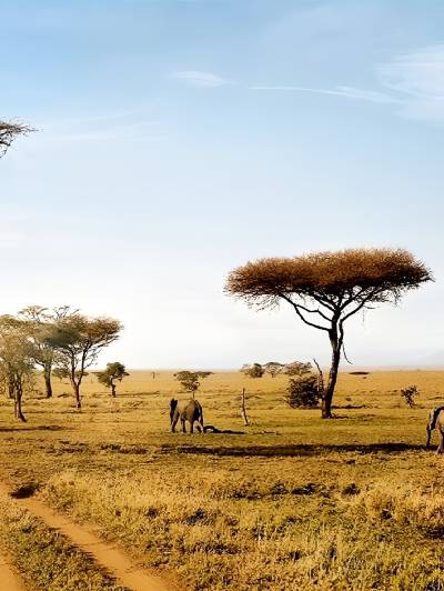 アンボセリ国立公園 ケニアアフリカ旅行の道祖神