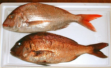 鯛の中には鯛がいる!?その正体や縁起が良いと言われる理由 なるフィッシュ- エキスパート -