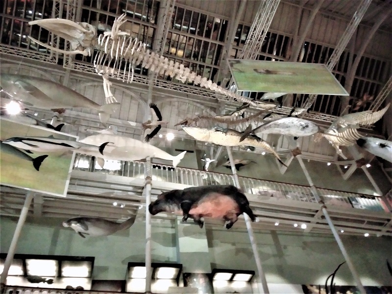 スコットランド国立博物館とエディンバラ城の魅力紹介します 20日間ヨーロッパ周遊二人旅8shirokuma KOBE