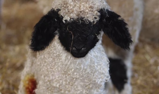 まとめ スイス・アルプスの動物たち人気者に会いに行こう