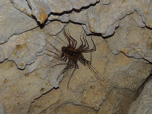 地元ガイドと一緒に鍾乳洞探検にチャレンジ！ 松田鍾乳洞ぎのざの”いいね”案内します宜野座村観光協会