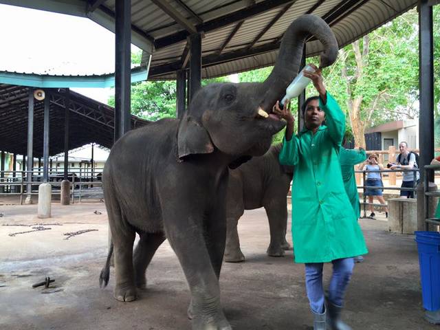 スリランカひとり旅・3日目 ⊂・J・⊃生まれて初めて象に乗ったよ！ＮＯＢＵＢＵのＢＵろぐ