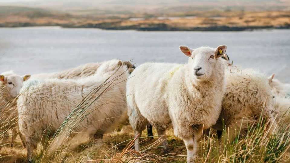 北アイルランド、イギリス 地図オフライン-Amazonアプリストアのアプリ