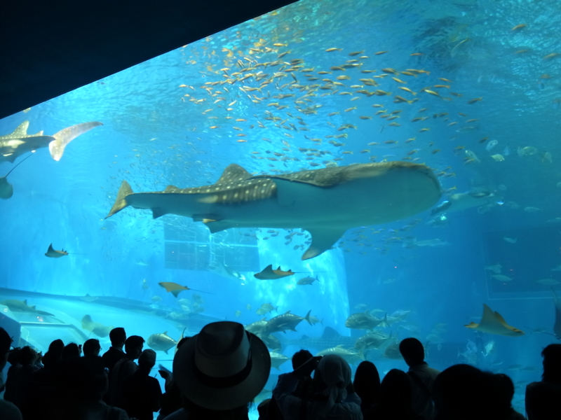 沖縄本島でジンベエザメとダイビング – 石垣島・青の洞窟・幻の島・マンタシュノーケル・ダイビングなら石垣島ツアーガイドAll Blue オールブルー
