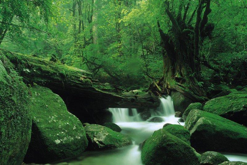 屋久島へのアクセス方法・行き方〜飛行機、高速船、フェリー情報屋久島観光協会