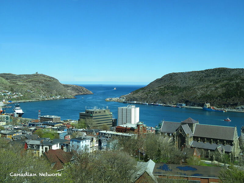 ニューファンドランドの歴史は？飼育環境や散歩の頻度は？petandco株式会社