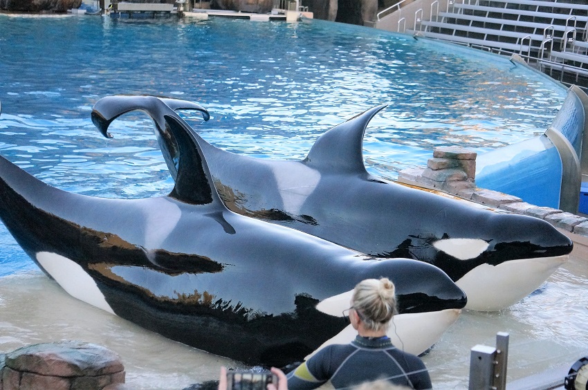 シーワールドのハロウィンイベントサンディエゴタイムからユタ南部へ〜レッドクリフのある風景