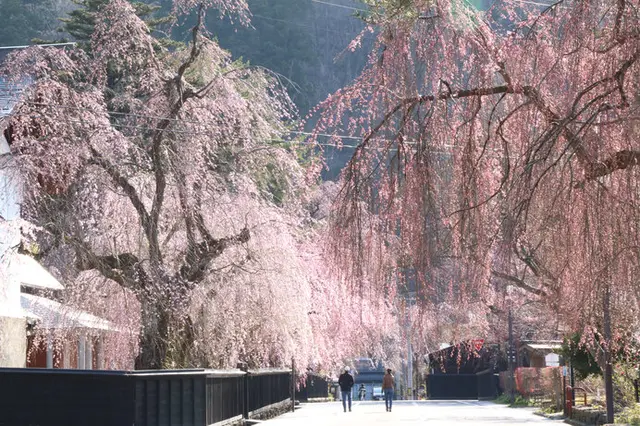 春を迎える東北へ！みちのく三大桜名所をご紹介！その他、周辺のおすすめ桜スポットもご案内
