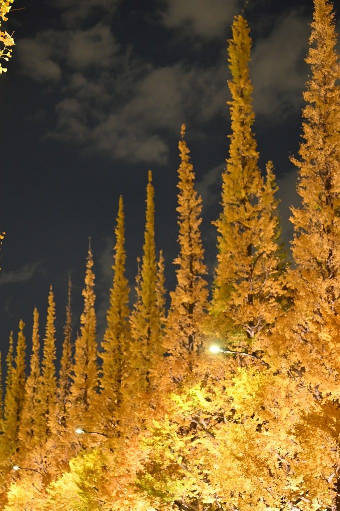 明治神宮外苑のイチョウ並木