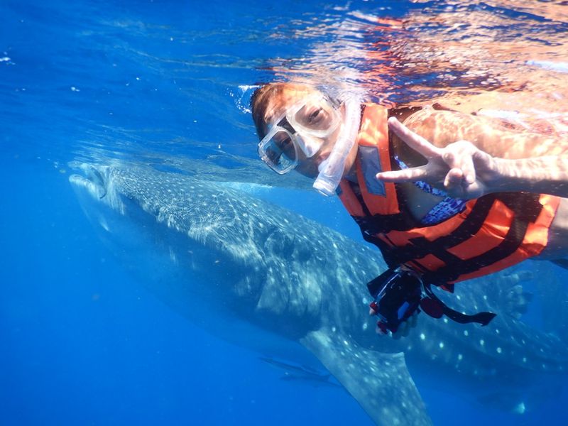 前日まで予約OK 人気 ジンベイ ジンベイザメウォッチング＆シュノーケリングとスミロン島スノーケリング