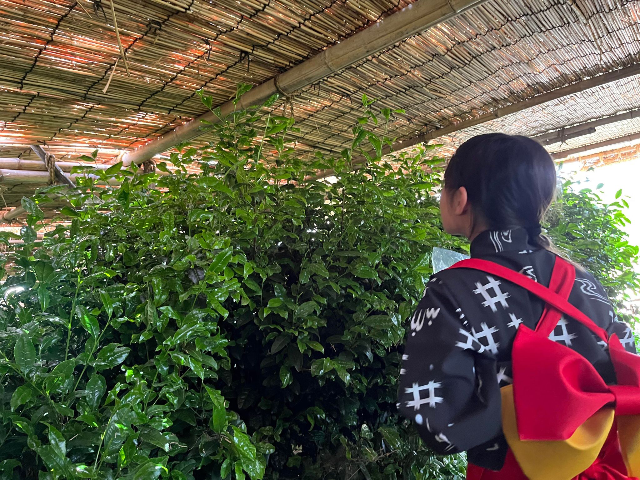 奈良県の大和園さんで「贅沢お茶体験」として茶摘み、工場見学をしました。St. Agnes' Blog