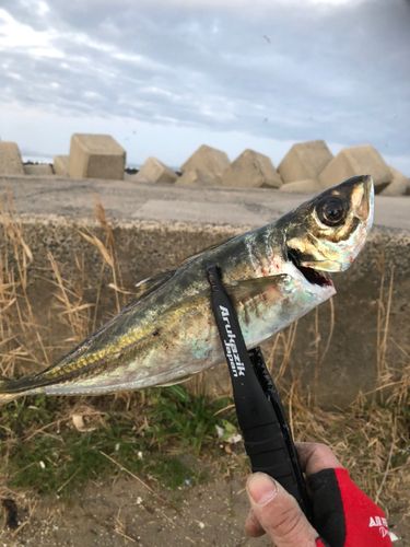 鳥取県西部で良型シロギス快釣！SHIMANO シマノ