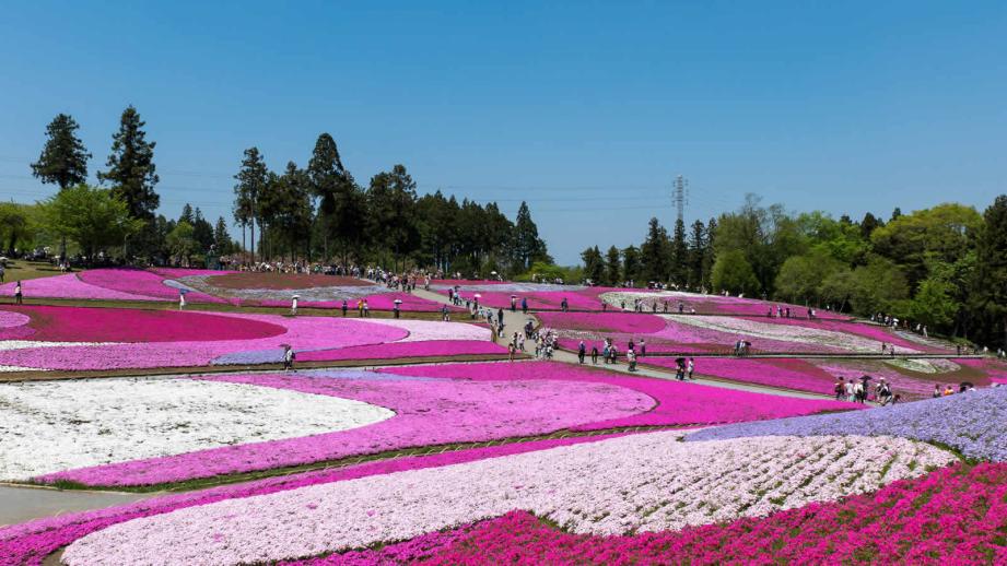 春爛漫♪群馬旅 みさと芝桜公園と臨江閣・ガトーフェスタハラダ工場見学 - 東新観光株式会社