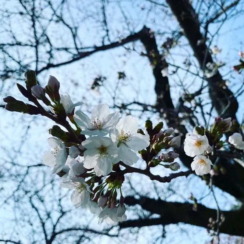 法華寺庭園 名勝庭園・華楽園アクセス・営業時間・料金情報 - じゃらんnet