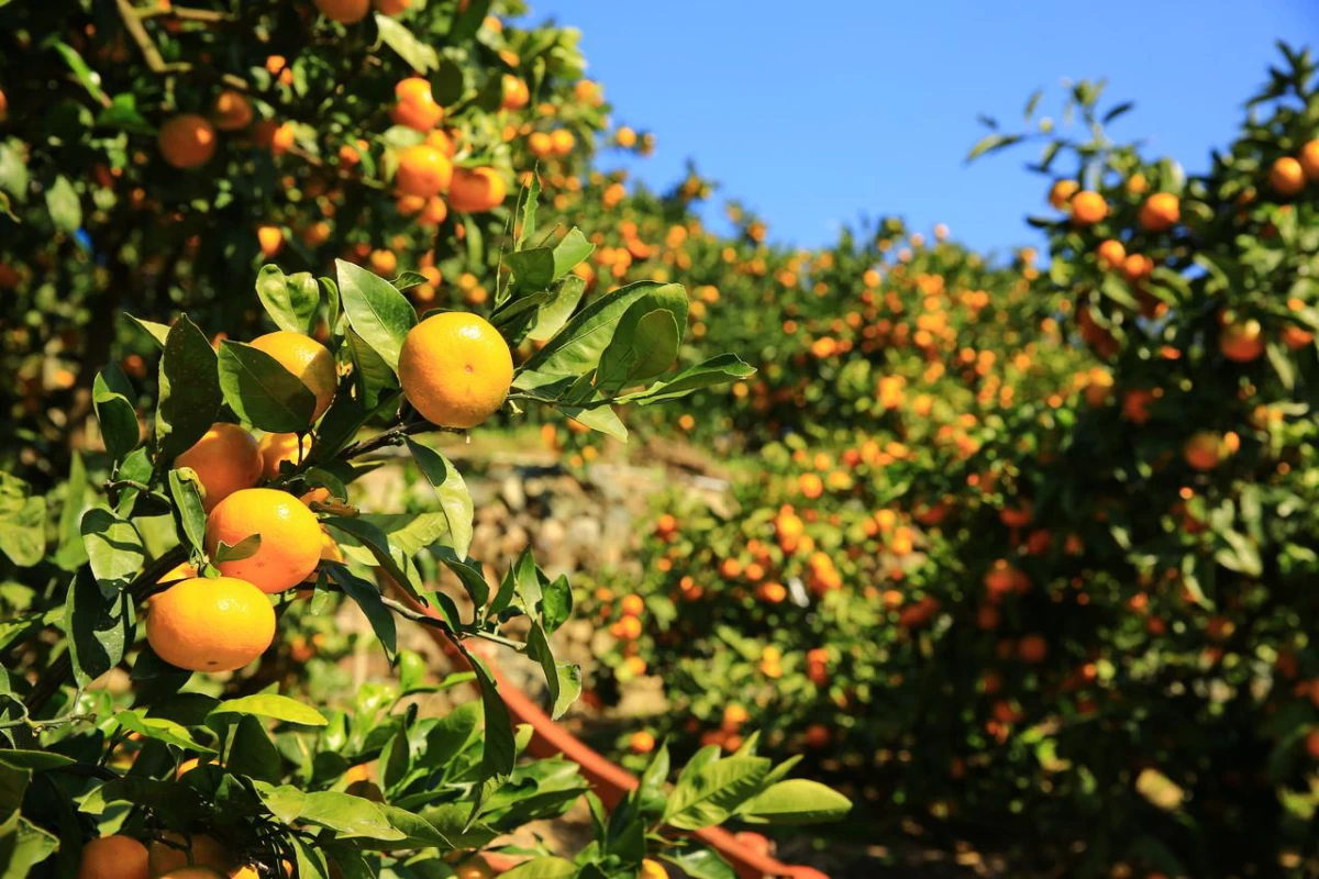 みかんの本場「和歌山県有田市」でみかん狩り体験 - 見どころ、交通 & 周辺情報The