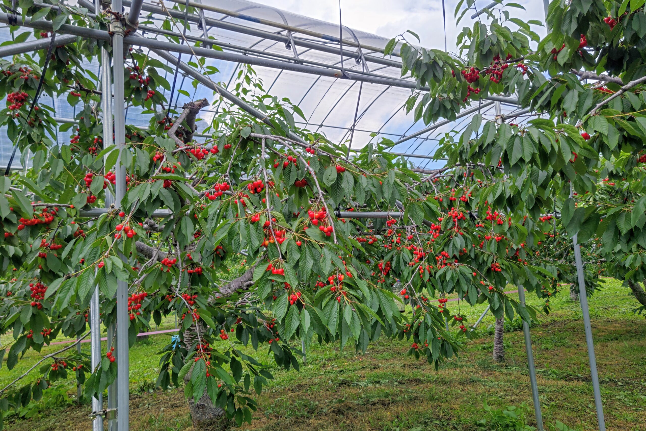 さくらんぼ狩りいちごの里栃木県小山市にあるいちご狩りのできるスローライフリゾート