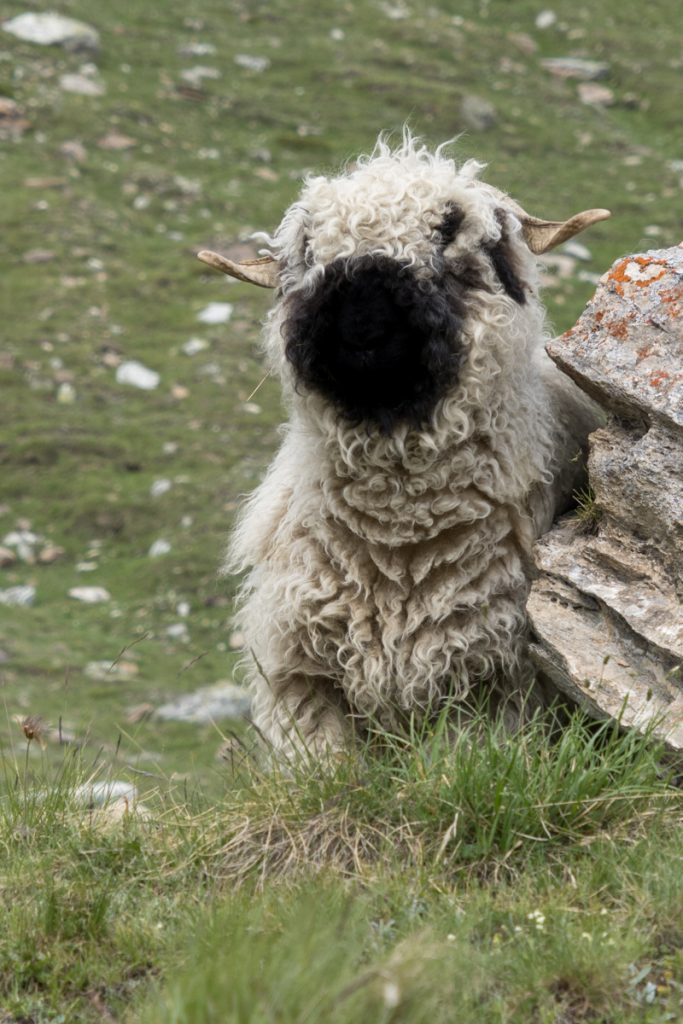 🇨🇭 会えるといいなぁと思っていたスイスに生息する ヴァレーブラックノーズシープ🐏🐏🐏ドイツ語でシュバルツナーゼお顔が真っ黒！よーーく近づいて見たらちゃんと目も鼻も🐑