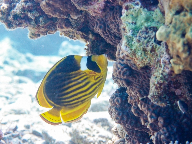 ののとゆかいな仲間たち