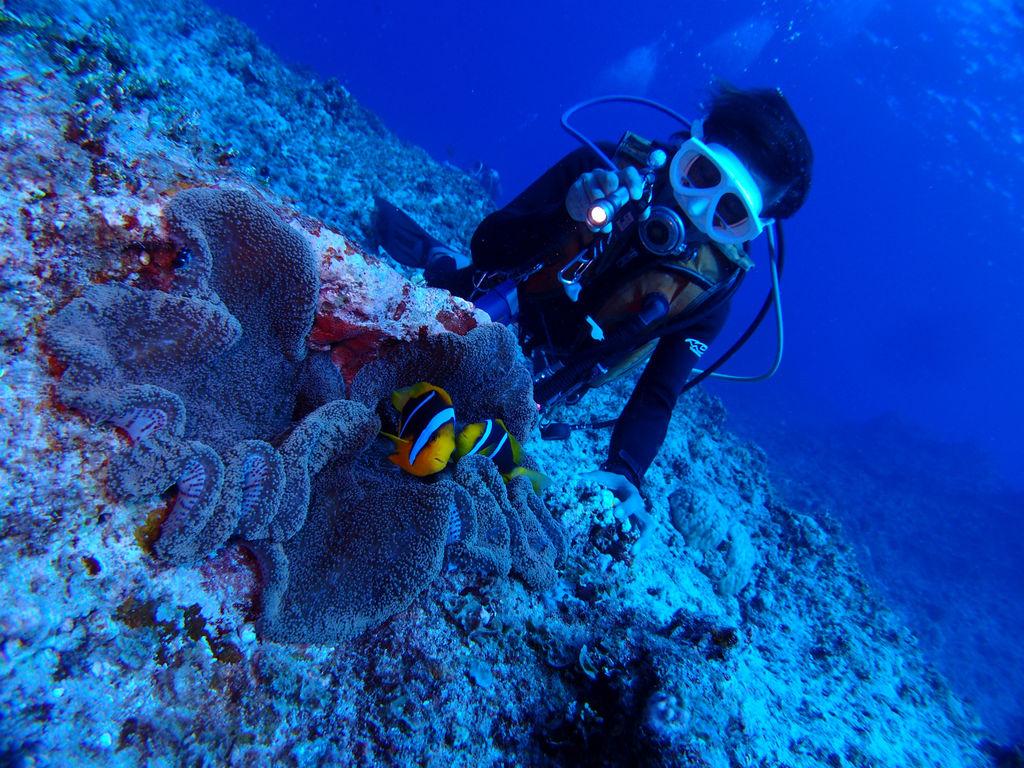 真鶴半島のシュノーケルポイント『琴ヶ浜＆三ツ石海岸』 真鶴町シマグニノシマタビ