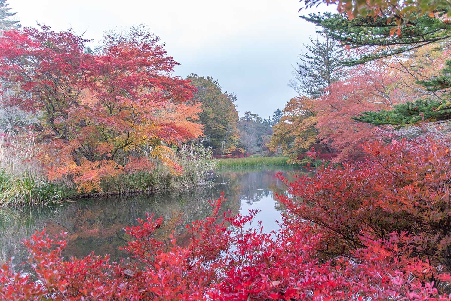 2025年版 軽井沢の紅葉スポット4選。現地スタッフがおすすめする見どころや時期とは？ - みちくさガイド