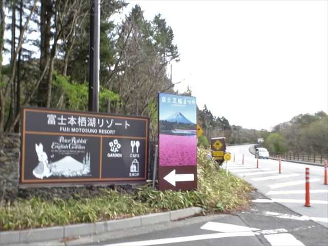 富士芝桜まつり富士河口湖町観光情報サイト