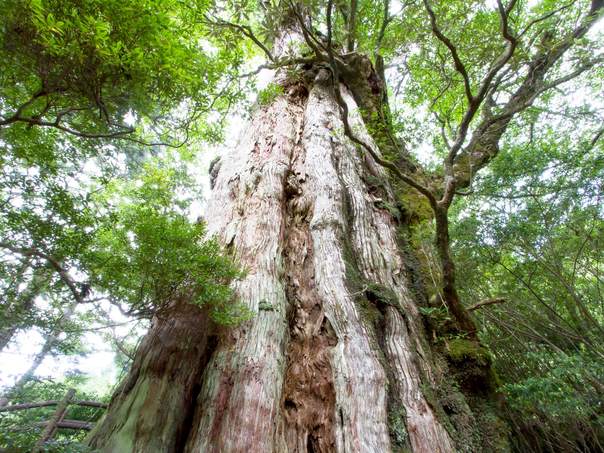 鹿児島県と屋久島町、屋久島空港の滑走路延伸に向けた現地推進本部を設置 将来的に東京から直行便もsky-budget スカイバジェット