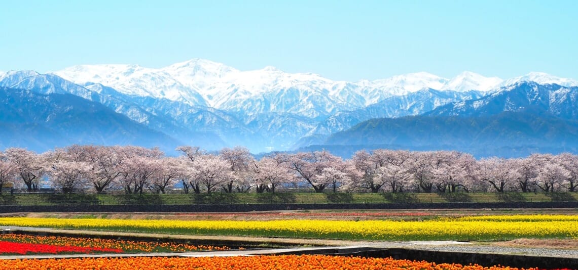 春の旅行を満喫 国内でおすすめのエリア8選をご紹介東武トップツアーズ