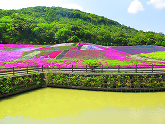 志摩市観光農園のネモフィラが4月10日に開園！2025年は芝桜やコキアも楽しめます♪取材レポート観光三重 かんこうみえ