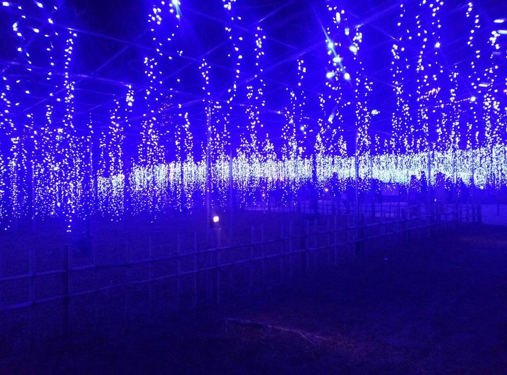 あしかがフラワーパーク 夜のイルミネーション 2024