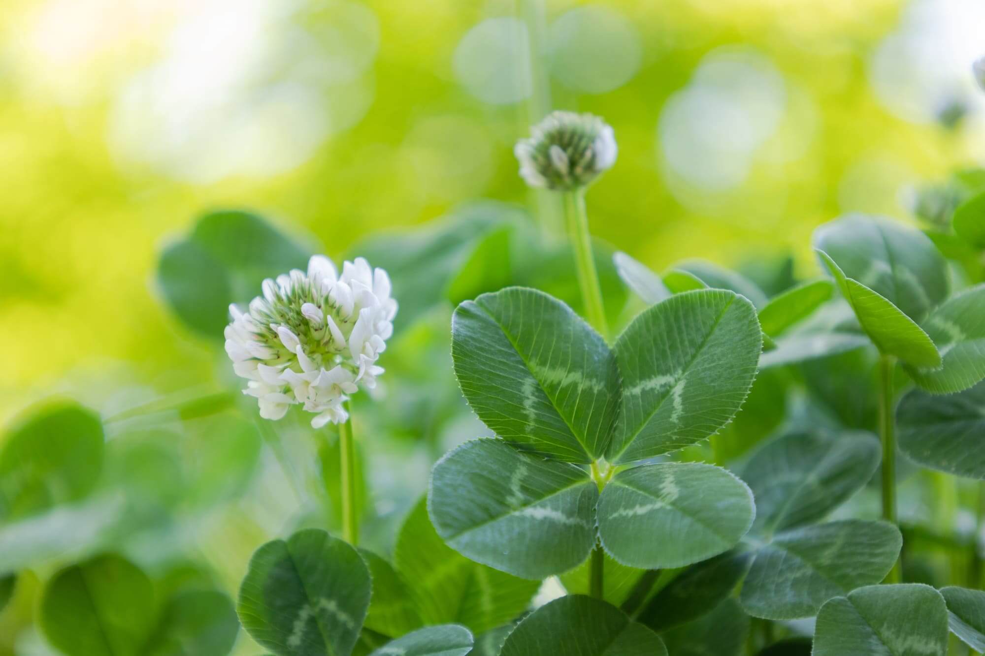 GOOD TIMEショッピング 幸運のクローバー守