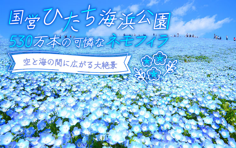 名古屋市北区 名城公園フラワープラザで春のお花を満喫！ チューリップやネモフィラが満開です 繭子- エキスパート