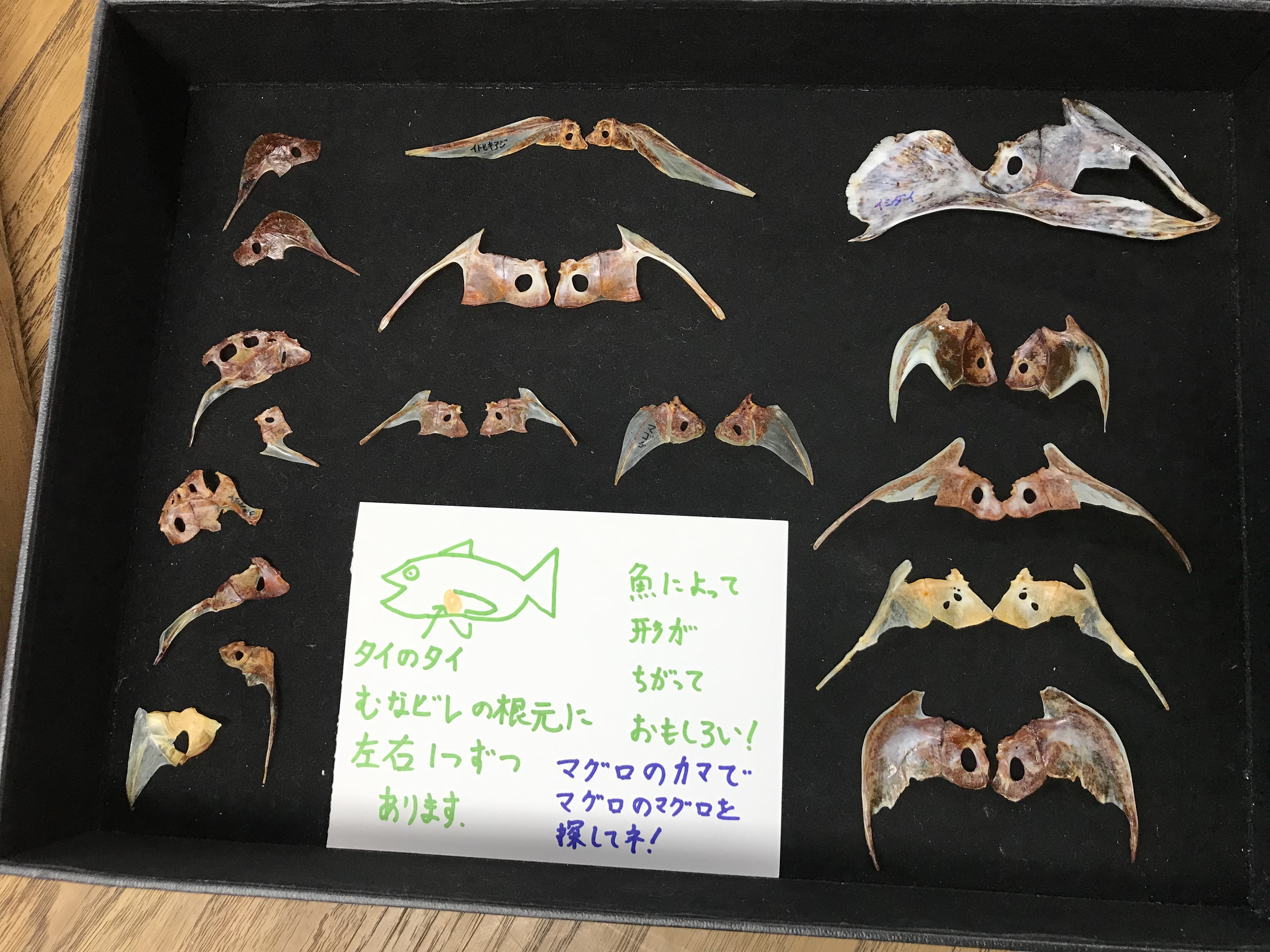 鯛の中には鯛がいる!?その正体や縁起が良いと言われる理由 なるフィッシュ- エキスパート -