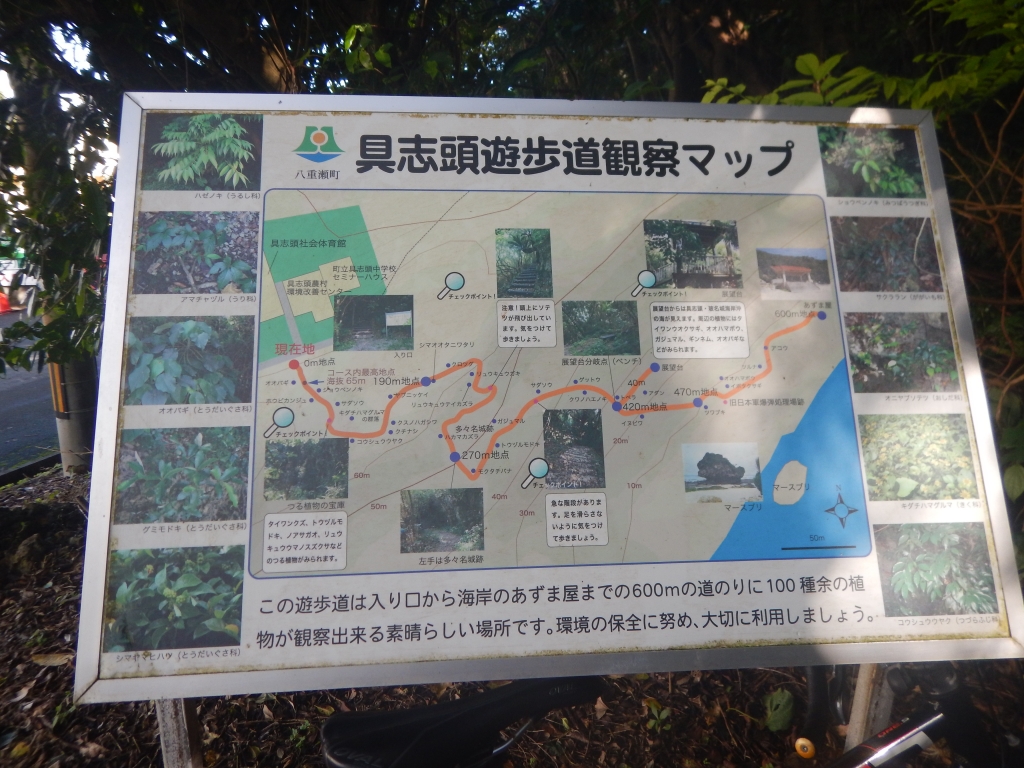 亜熱帯の原生林・ホロホローの森│町がまるごとアクティビティ！未来をつなぐプロジェクト 南城市・八重瀬町地域間連携体