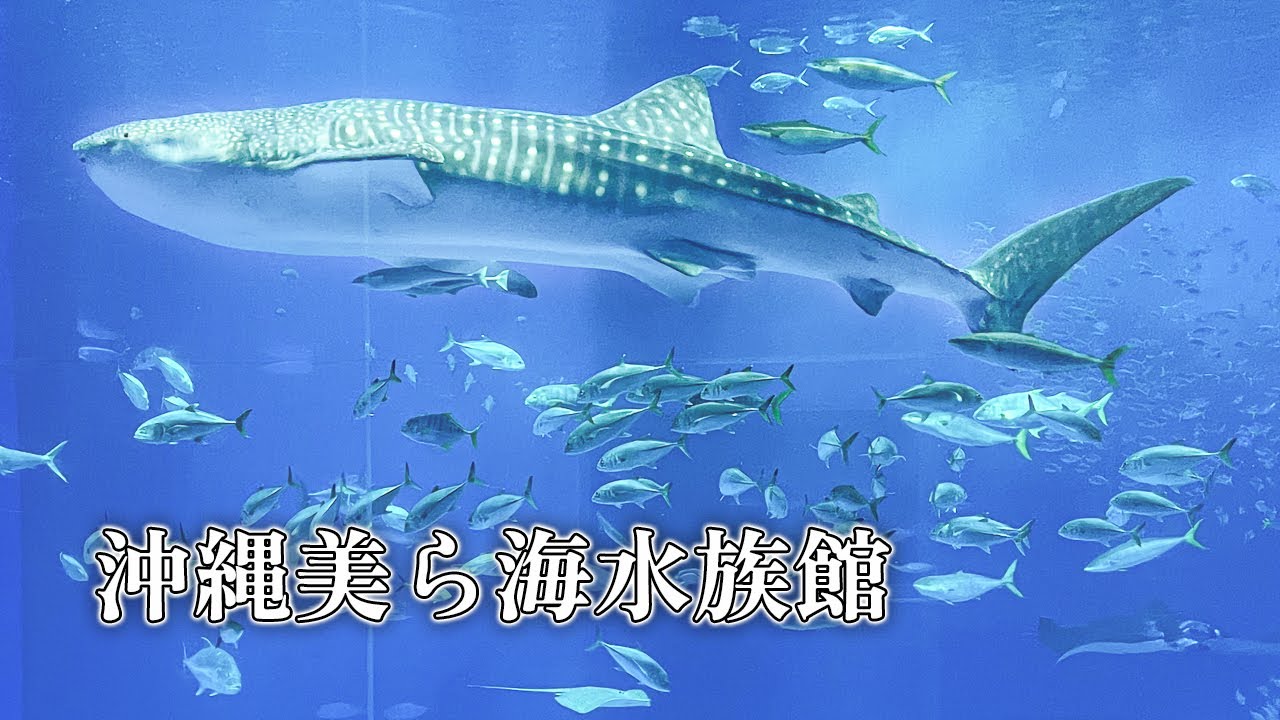 ジンベエザメと泳ぐ沖縄本島 旅行の観光・オプショナルツアー予約 VELTRA
