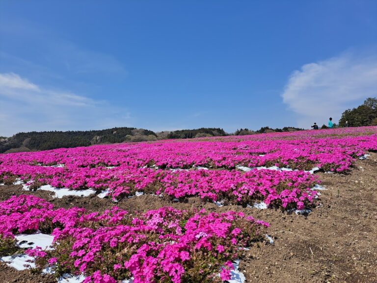 みさと芝桜まつり開催について ※終了いたしました - ゆうすげ オフィシャルサイト