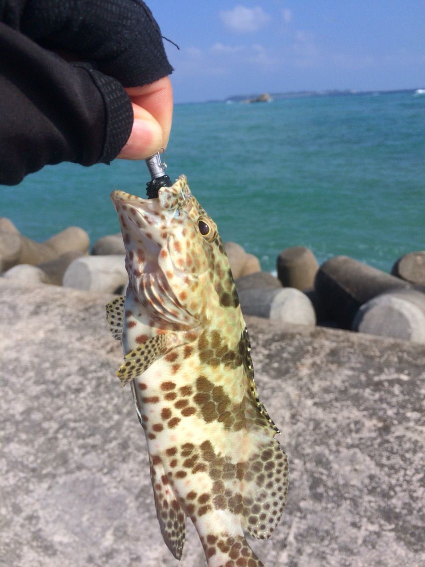 成功する沖縄移住 バカでブサイクでおいしい愛すべき魚「ミーバイ」を食べよう - 沖縄移住.com本気の人のための沖縄移住のススメ