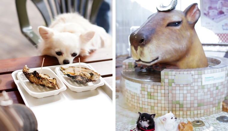 熱海の店内犬連れペット可blue nine cafeで絶品ランチうめのみ│犬と暮らし