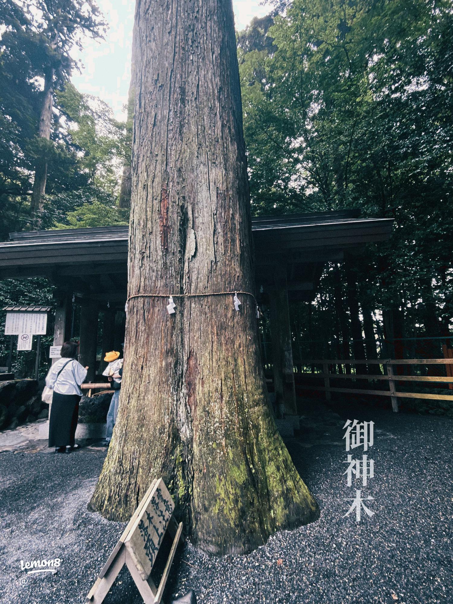 入道ヶ岳の登山ガイドと椿大神社の魅力