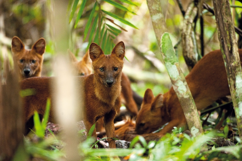バンコク：カスタマイズ可能なカオヤイ国立公園のプライベート ツアー in