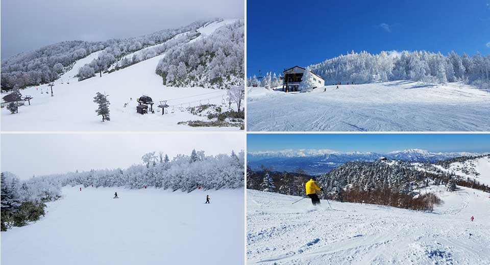 志賀高原 寺小屋、高天ヶ原マンモス、タンネの森オコジョSkiGuideJapan