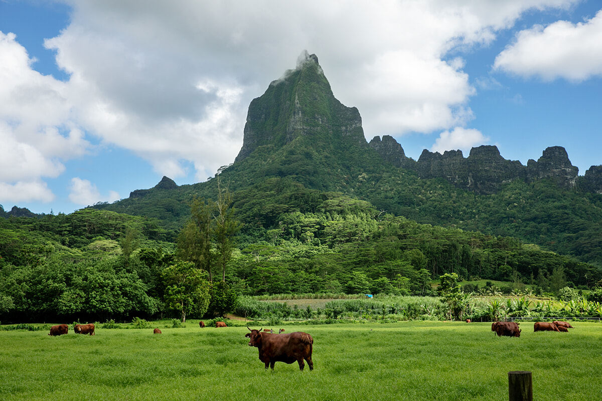 タヒチ モーレア島のおすすめ高級ホテル5選：口コミ評判の高い宿をご紹介 - おすすめ旅行を探すならトラベルブック TravelBook