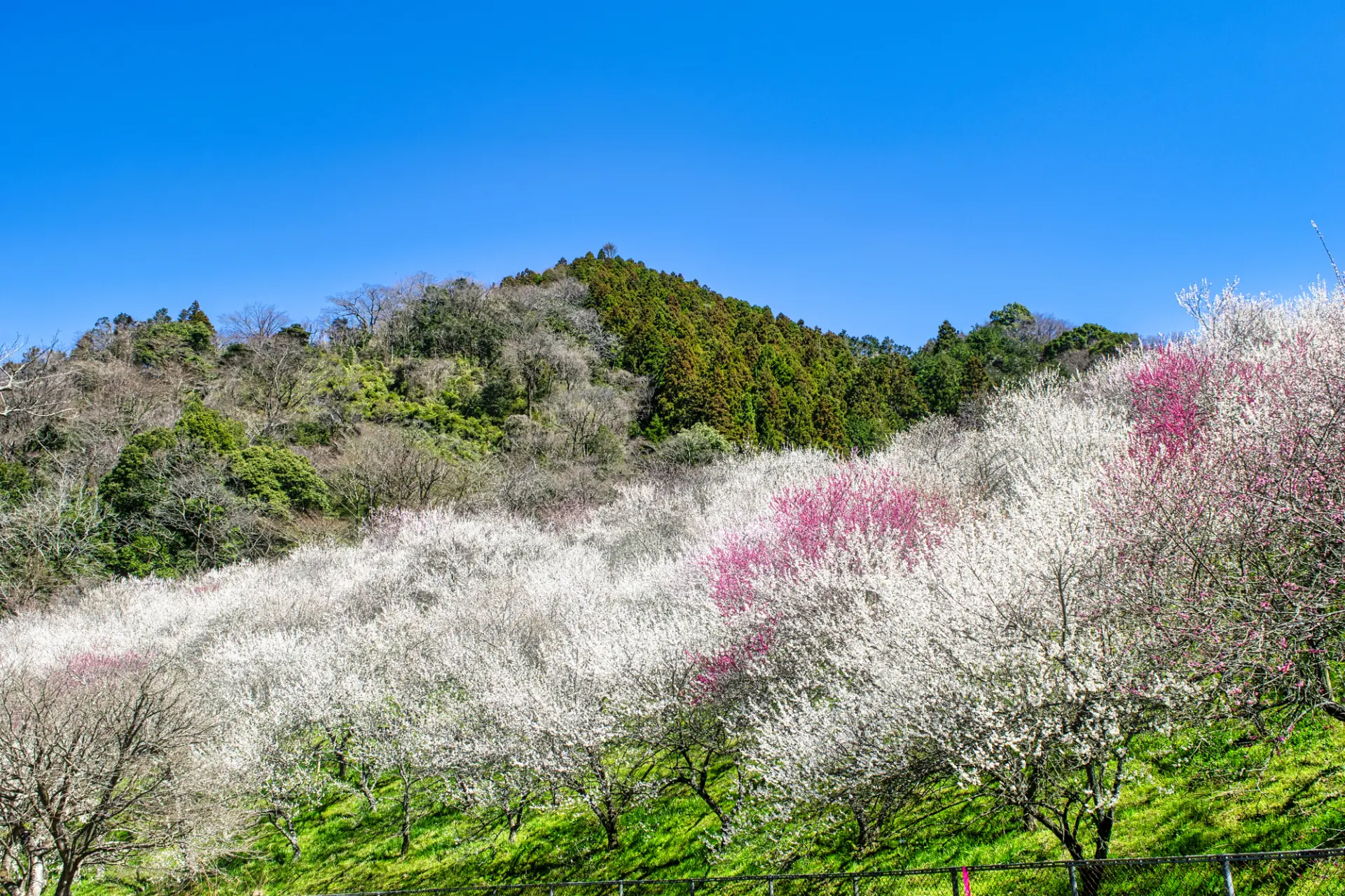 高尾山4号路～日影沢～高尾梅郷