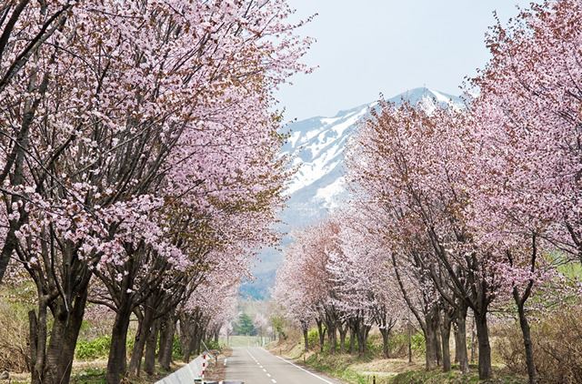 弘前公園・桧木内川堤桜並木 気軽にみちのく三大桜 青森・秋田・岩手観光たまてばこ