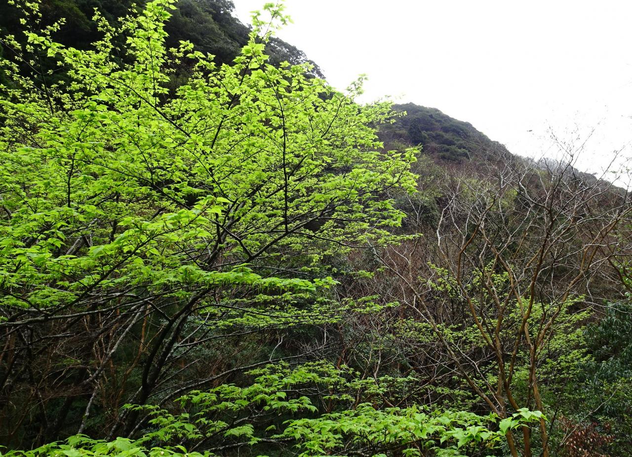 知名漁港の天気 波シミュレーター - 鹿児島県アウトドア天気.jp