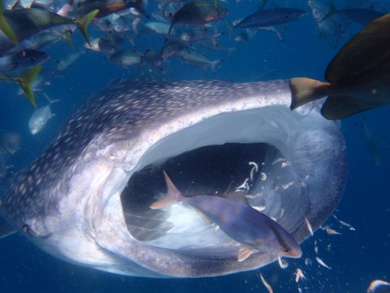 シュノーケリングのみセブ島 旅行の観光・オプショナルツアー予約 VELTRA ベルトラ