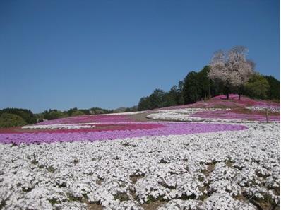 群馬県の美しい芝桜を楽しもうTikTok