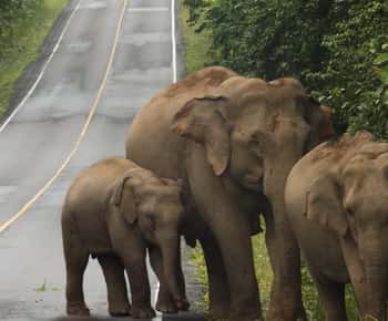 カオヤイ国立公園正式名称:ドン・パヤーイェン・カオヤイ森林群公式 タイ国政府観光庁