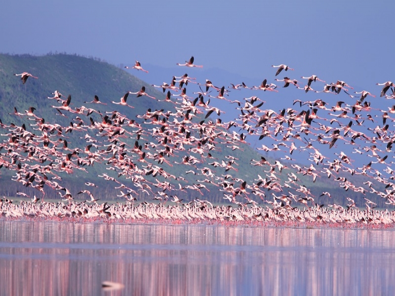 ケニア３大国立公園でサファリ！キリマンジャロ展望と３大国立公園 ８日間西遊旅行の個人旅行・フリープラン