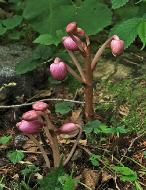 バスプラン一日目 上高地だぁ！自然の家ブログ多摩市立八ヶ岳少年自然の家