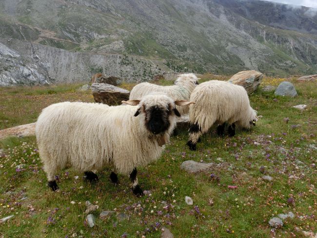 kobayashiさん・スネガーに行った時に居た羊